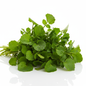 Watercress