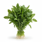 Arugula Bunch