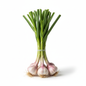 Fresh Garlic Bunch