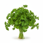Curly Parsley Bunch